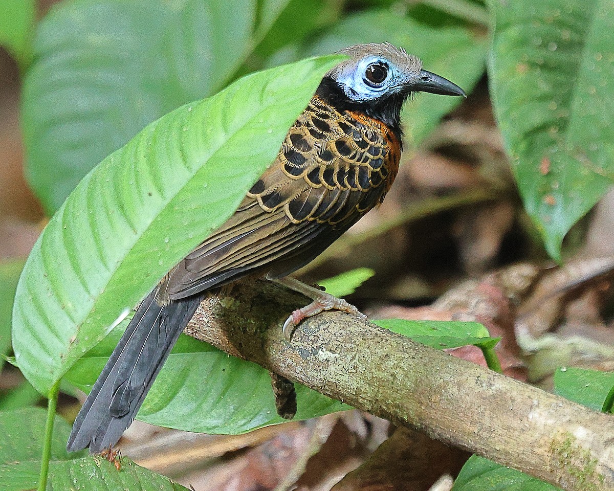 Ocellated Antbird - Ryan Candee