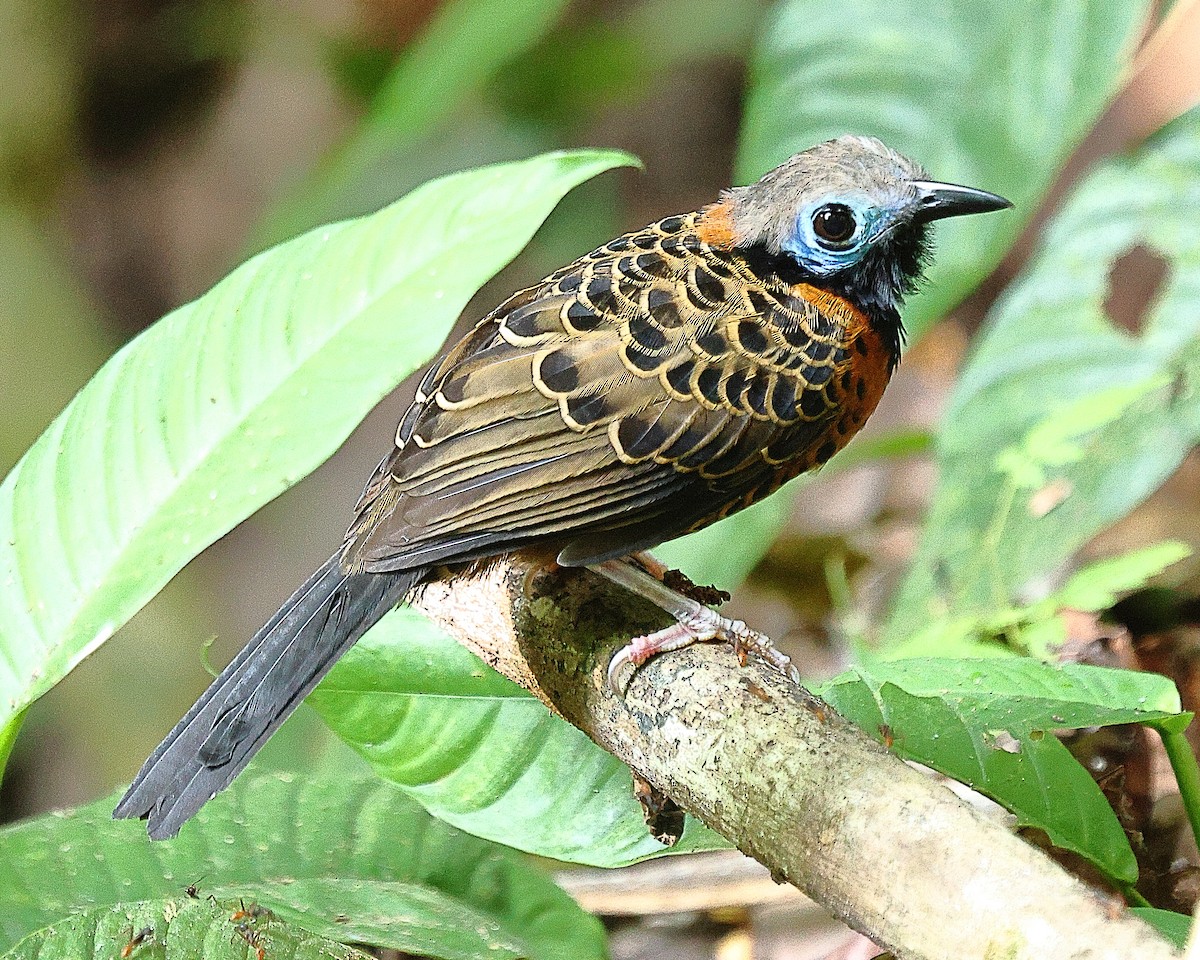 Ocellated Antbird - ML615617113