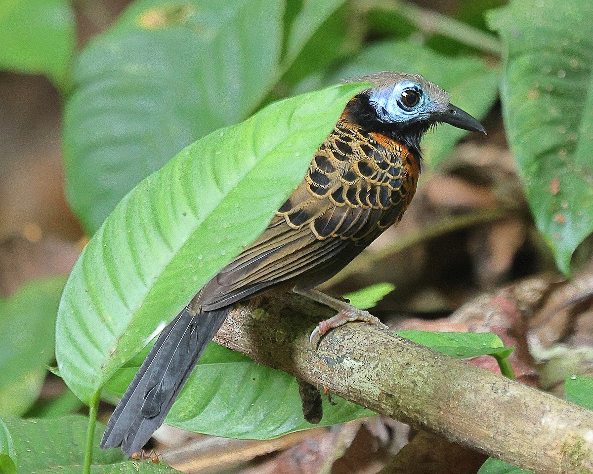 Ocellated Antbird - ML615617114