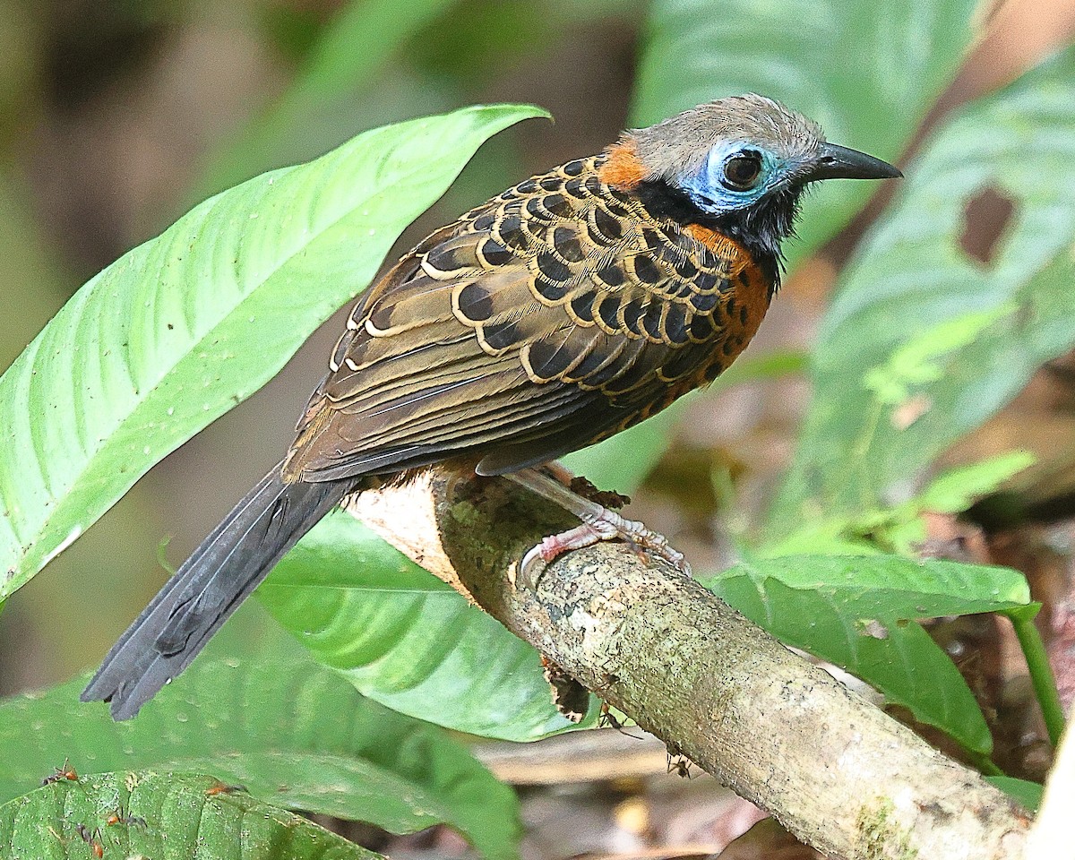 Ocellated Antbird - Ryan Candee