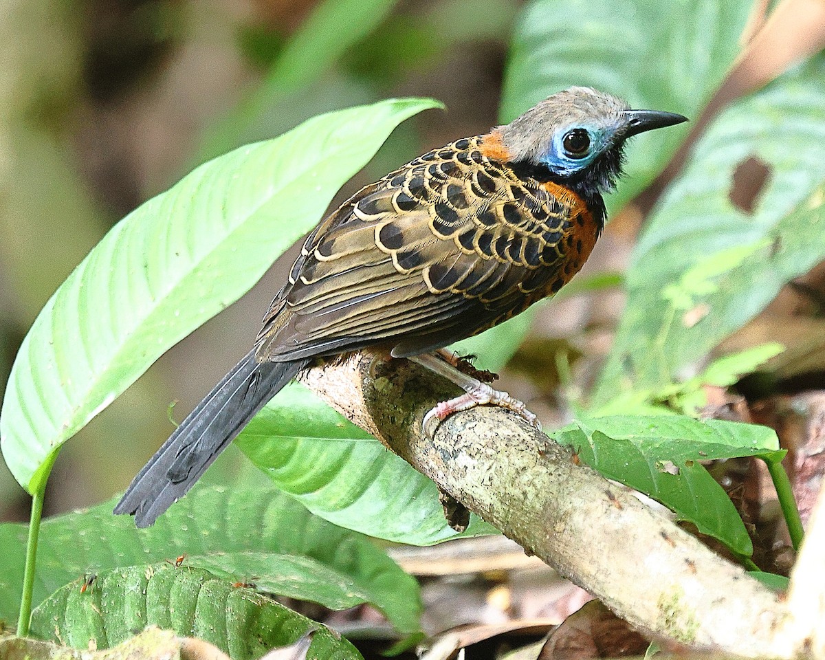 Ocellated Antbird - Ryan Candee