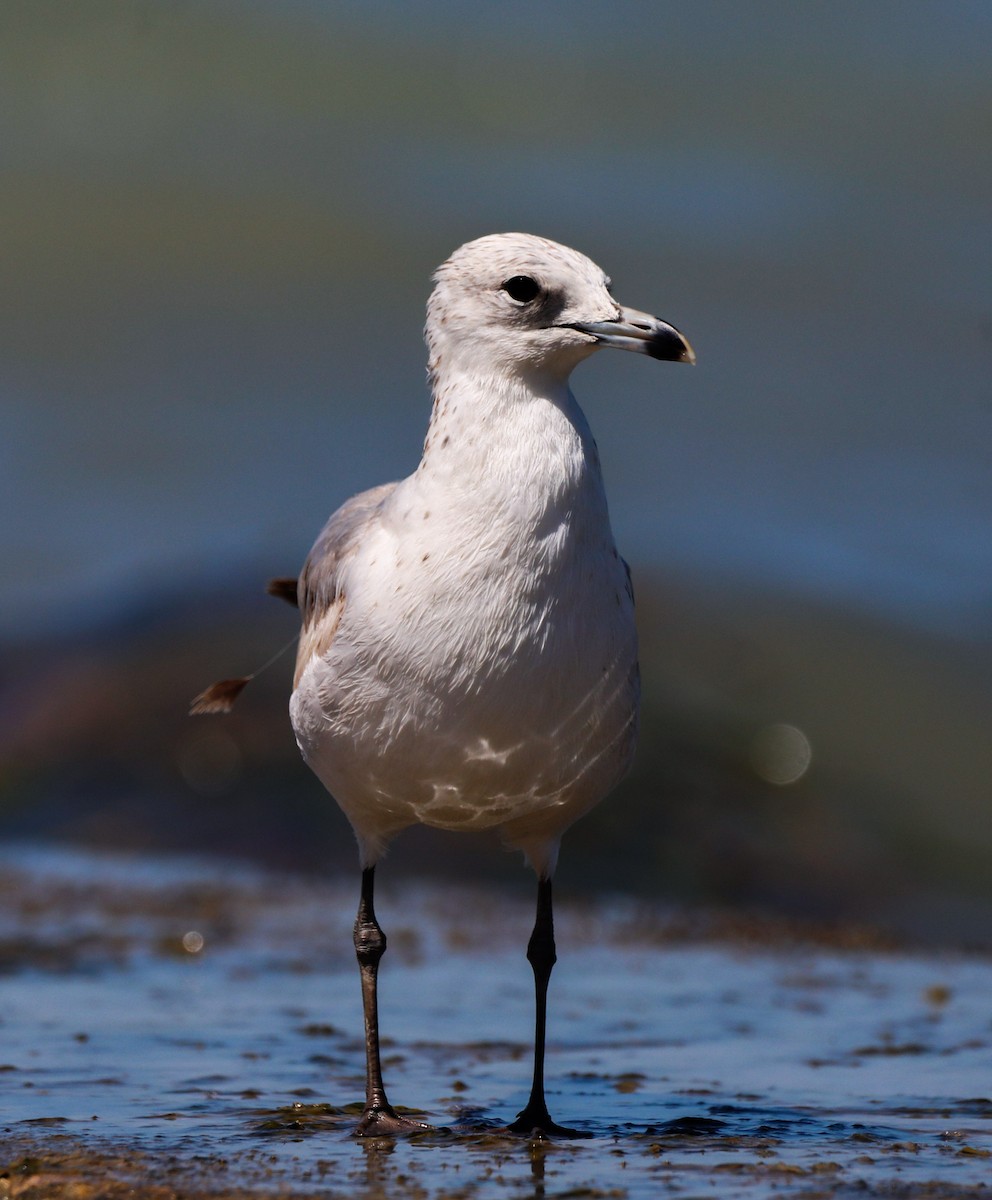 Ring-billed Gull - ML615617155