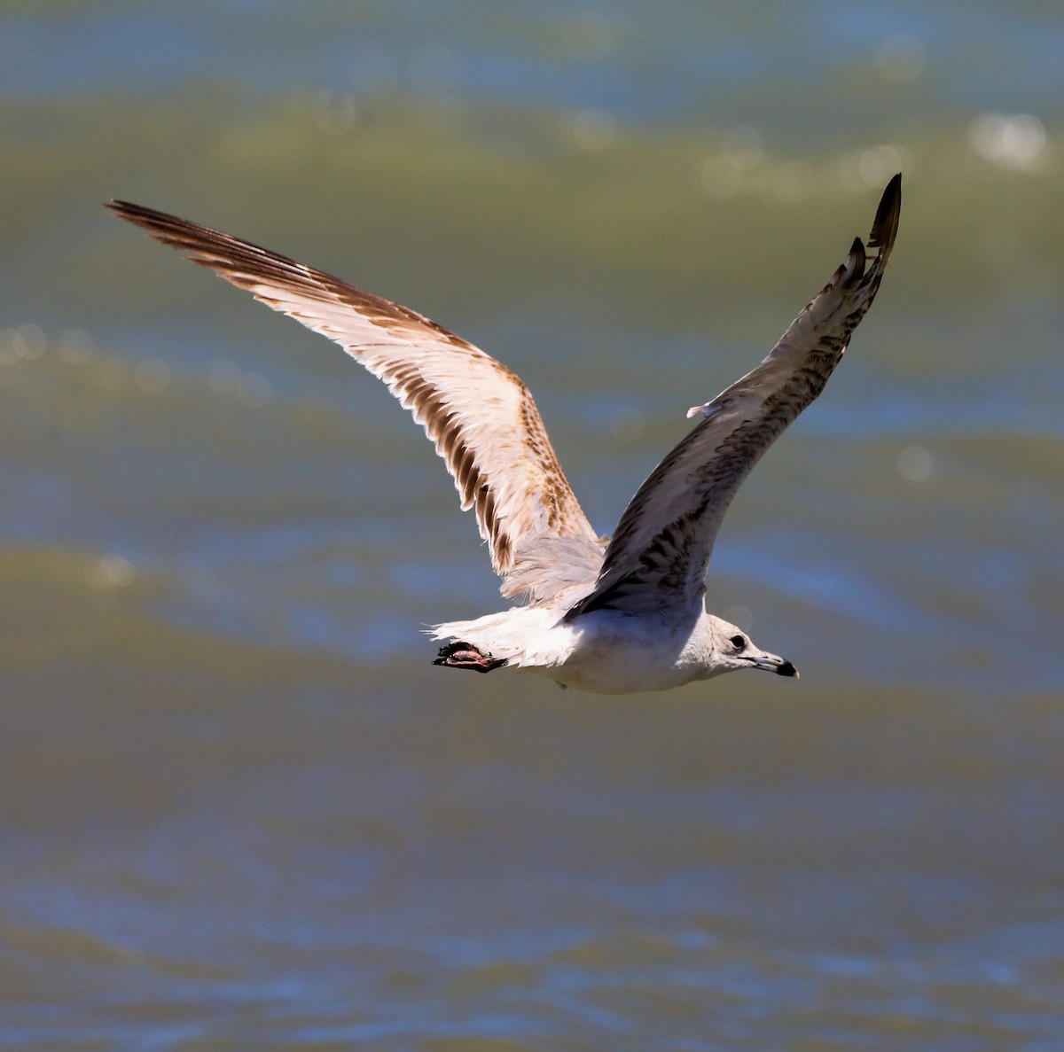 Ring-billed Gull - ML615617156