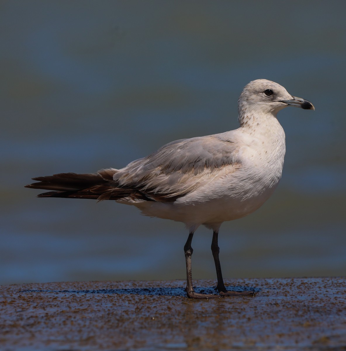 Ring-billed Gull - ML615617157