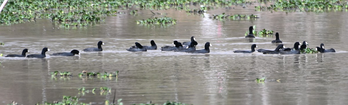 American Coot - ML615617167