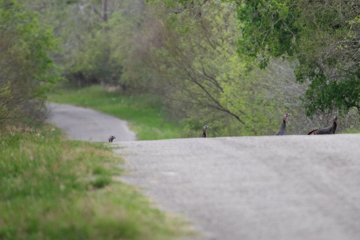 Wild Turkey - ML615617220