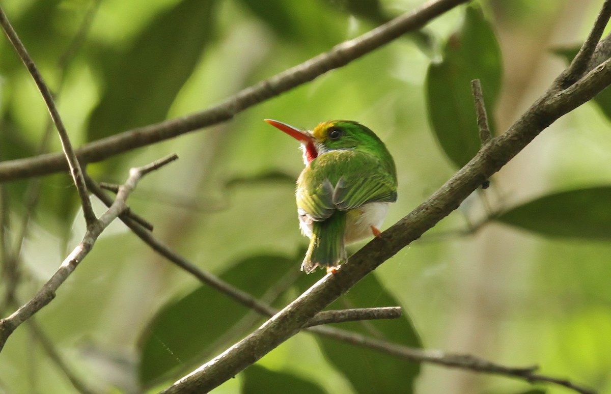 Cuban Tody - ML615617289