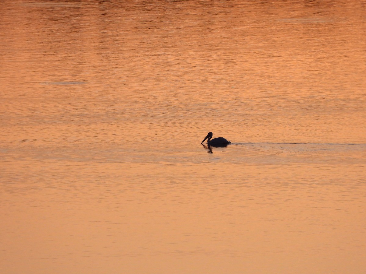 American White Pelican - Rick Luehrs