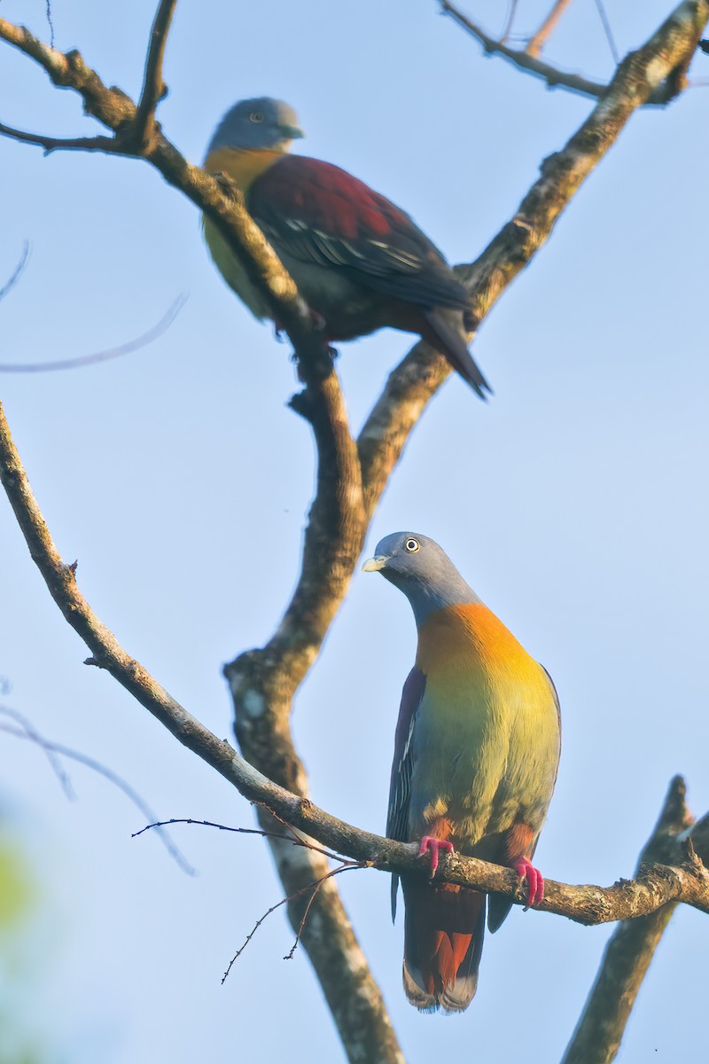 Little Green-Pigeon - Dubi Shapiro