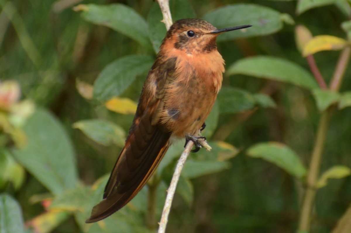 kolibřík duhovohřbetý - ML615617458