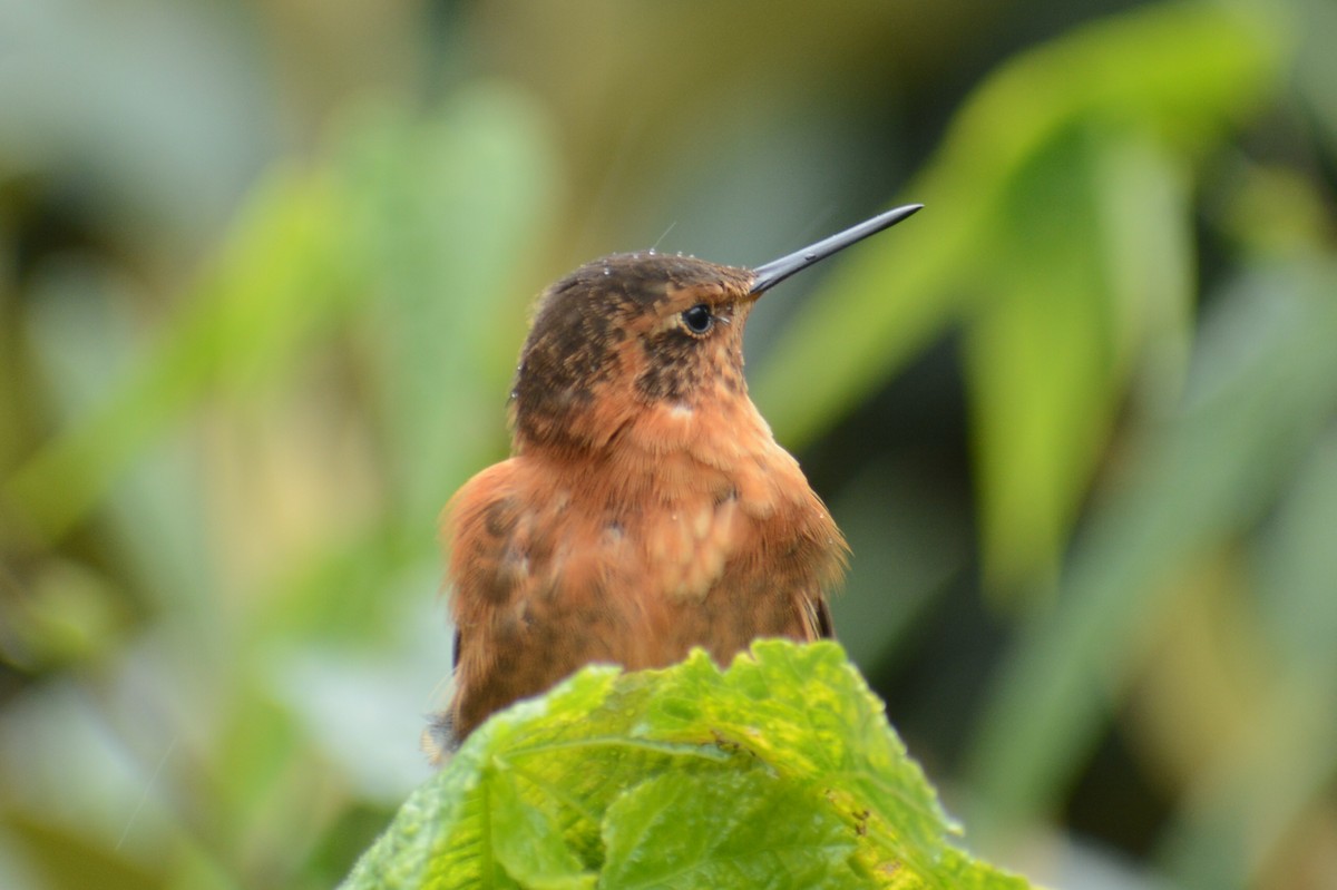 kolibřík duhovohřbetý - ML615617459