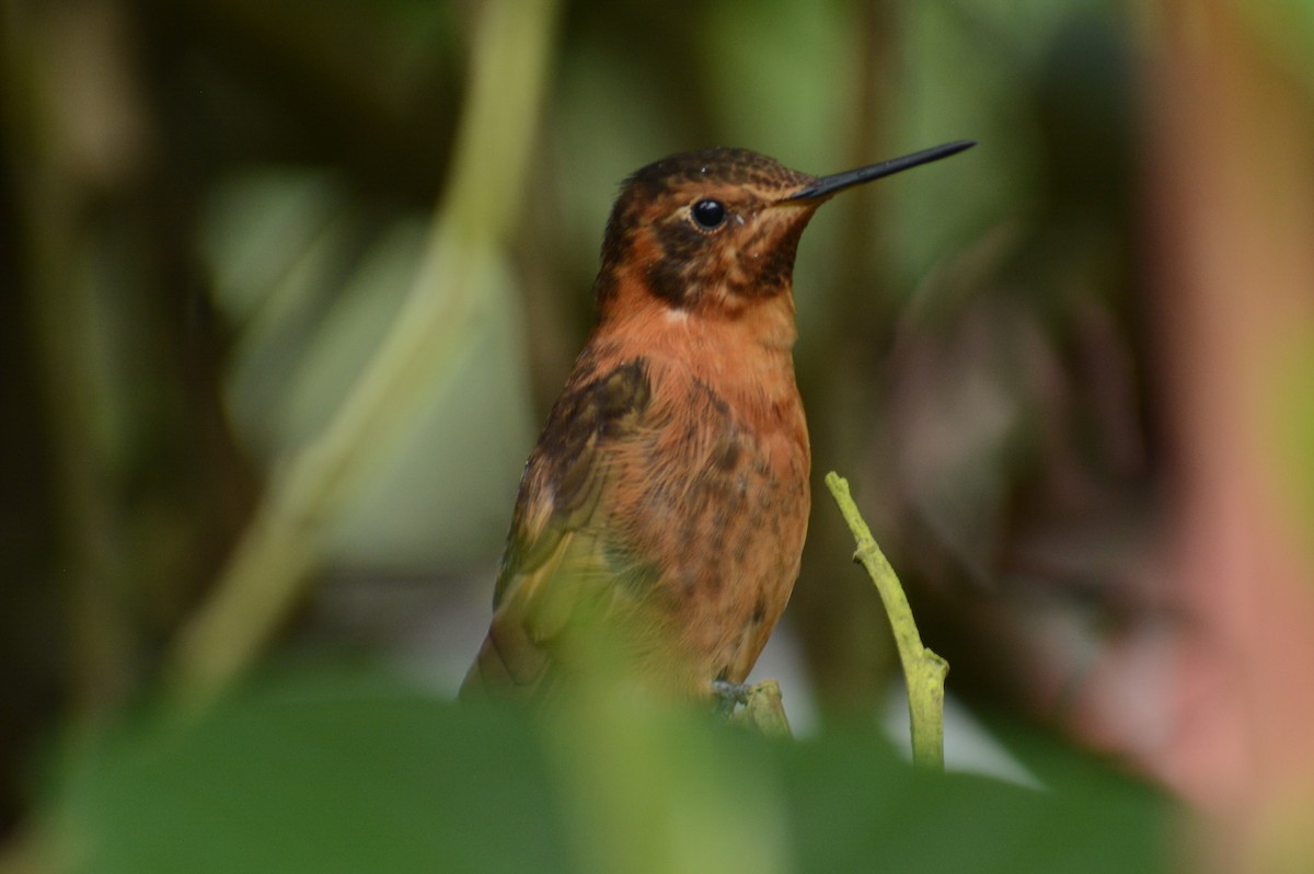 Colibri étincelant - ML615617460