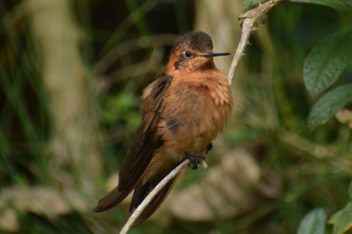 kolibřík duhovohřbetý - ML615617461