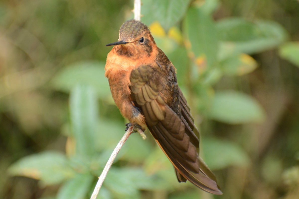 kolibřík duhovohřbetý - ML615617462