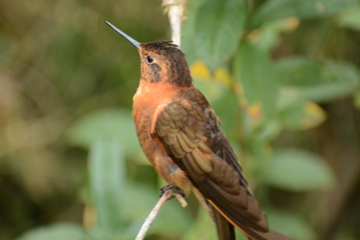 Colibrí Cobrizo - ML615617465