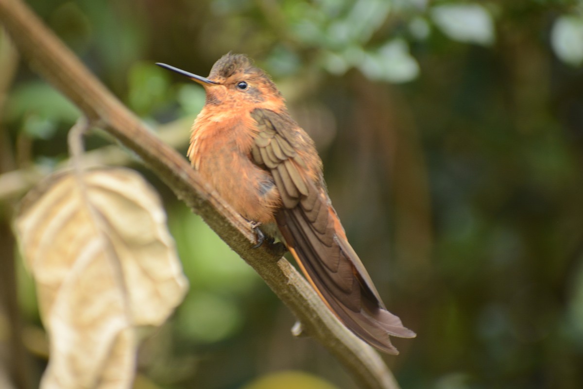 Colibrí Cobrizo - ML615617466