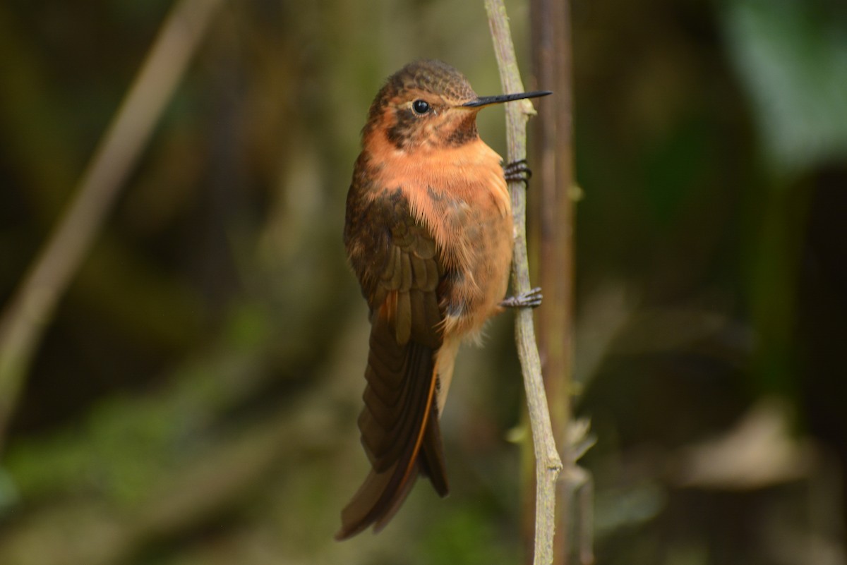 kolibřík duhovohřbetý - ML615617467