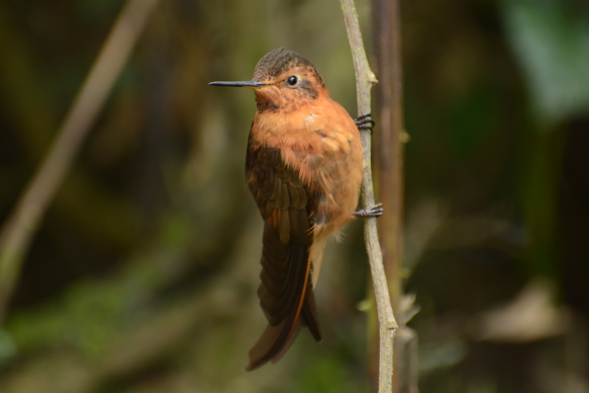 Colibri étincelant - ML615617468