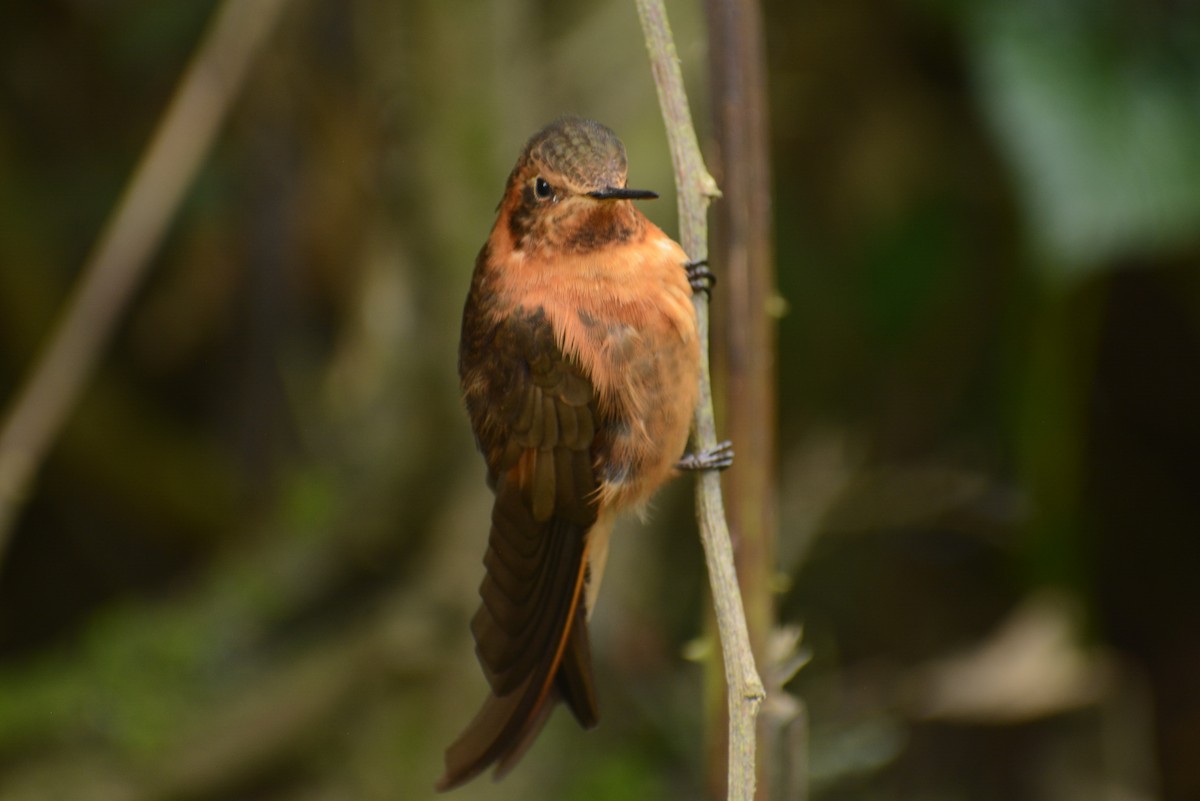 kolibřík duhovohřbetý - ML615617469