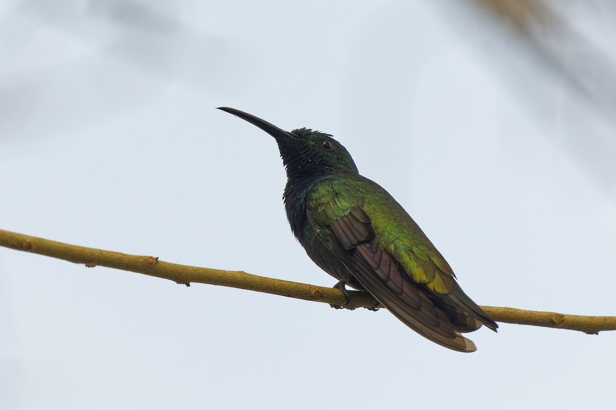 kolibřík zelenohrdlý - ML615617479