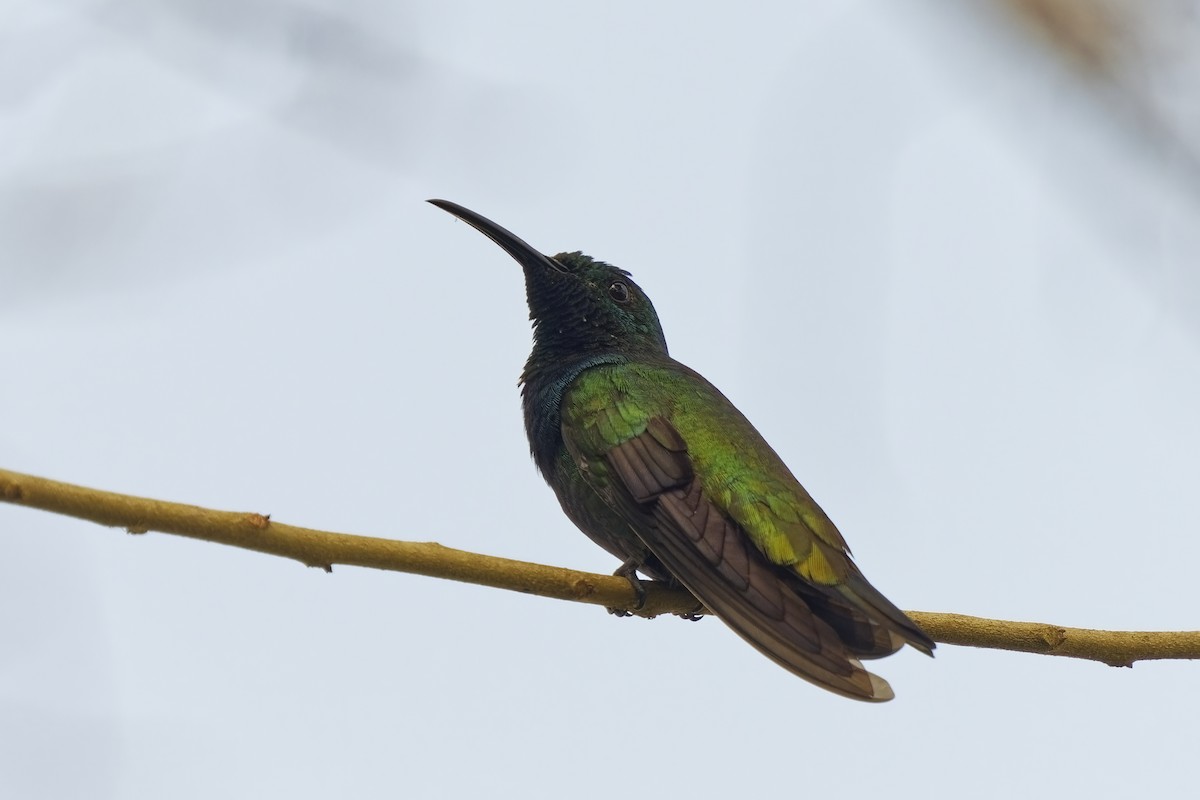 kolibřík zelenohrdlý - ML615617484