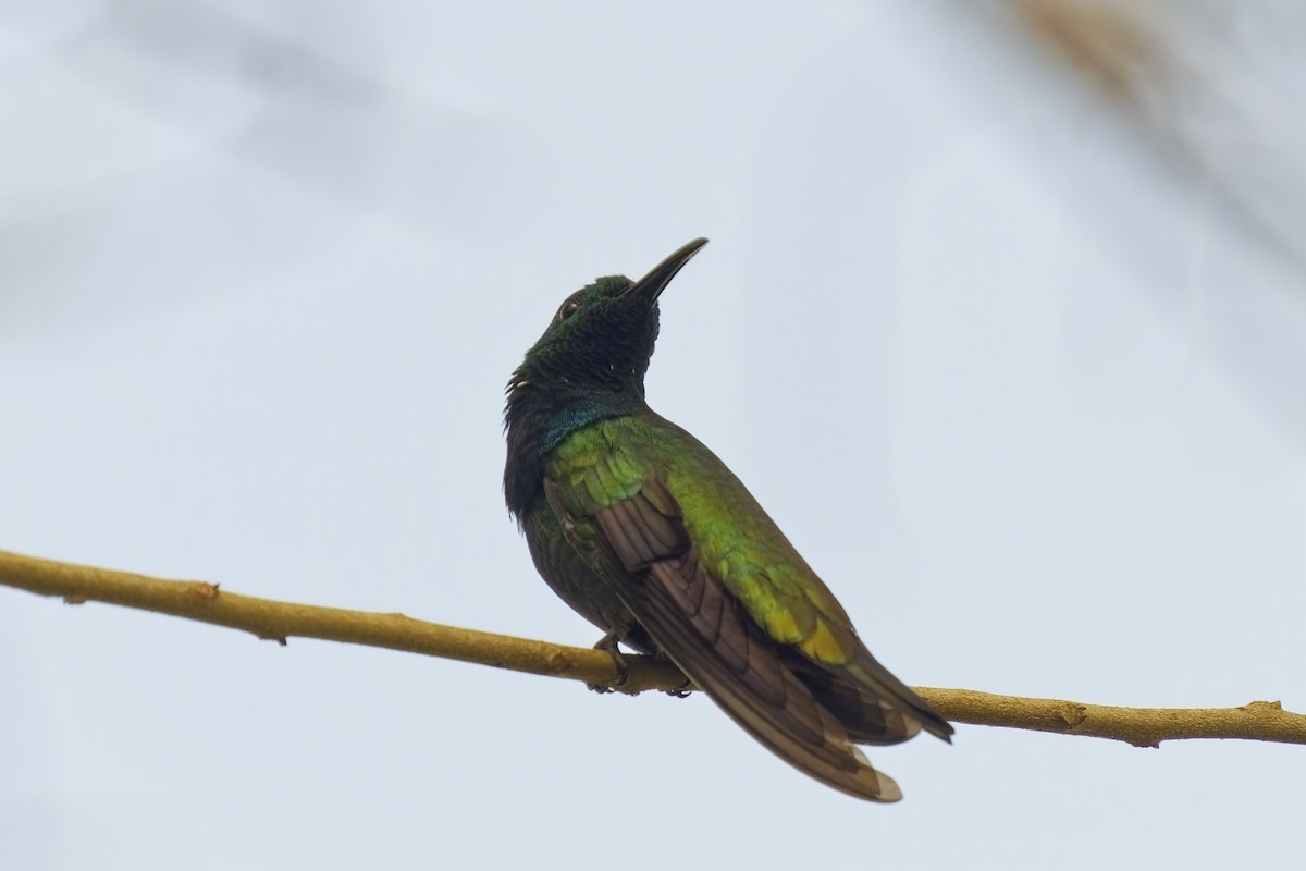 kolibřík zelenohrdlý - ML615617485