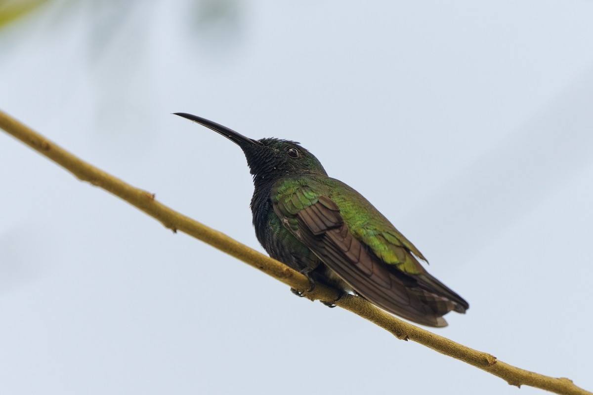kolibřík zelenohrdlý - ML615617492