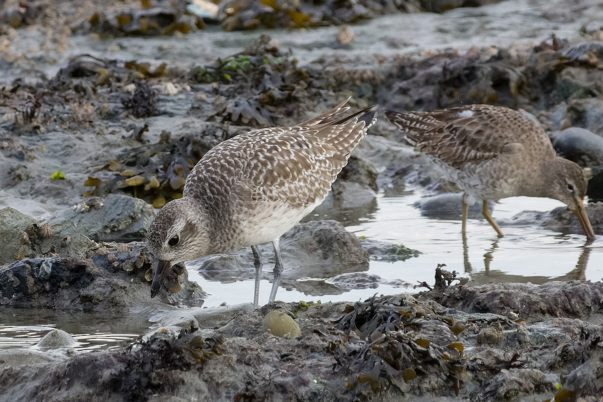 Black-bellied Plover - ML615617548