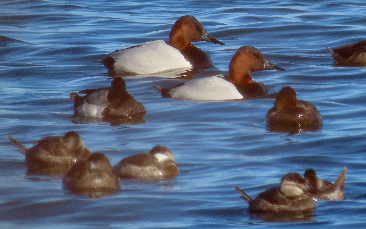 Canvasback - ML615617551