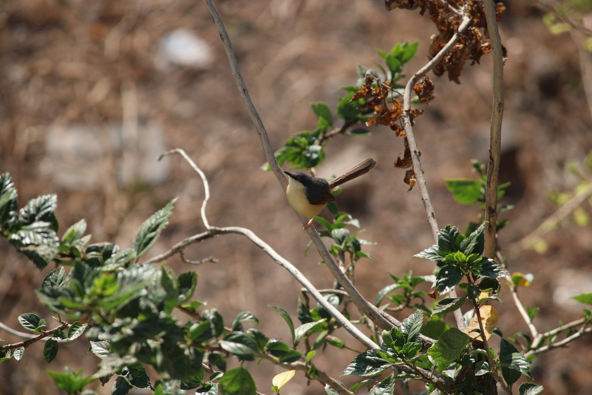 Ashy Prinia - ML615617552