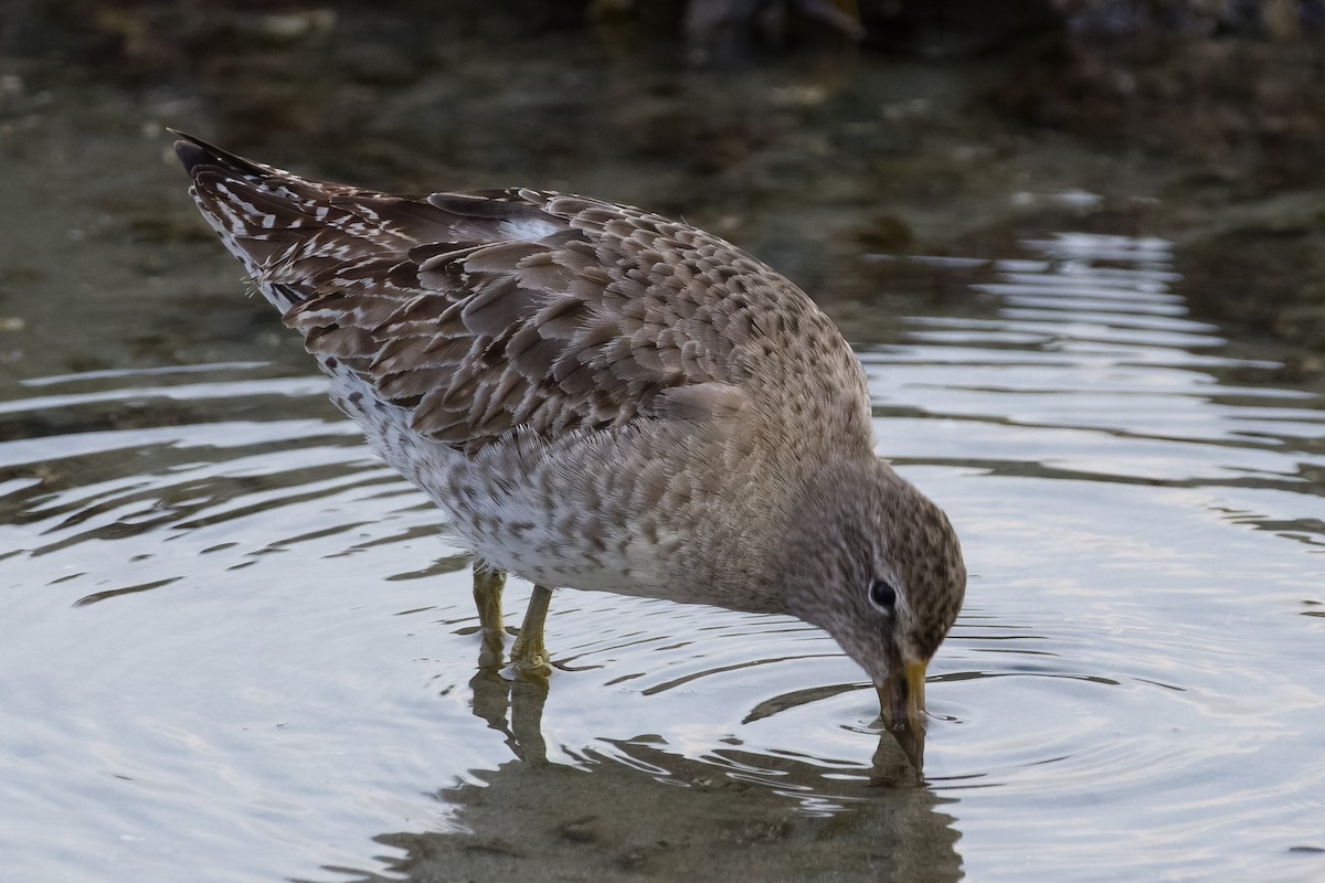 Short-billed Dowitcher - ML615617560