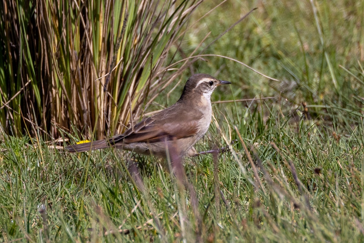 Kordoba Sinklotu - ML615617562