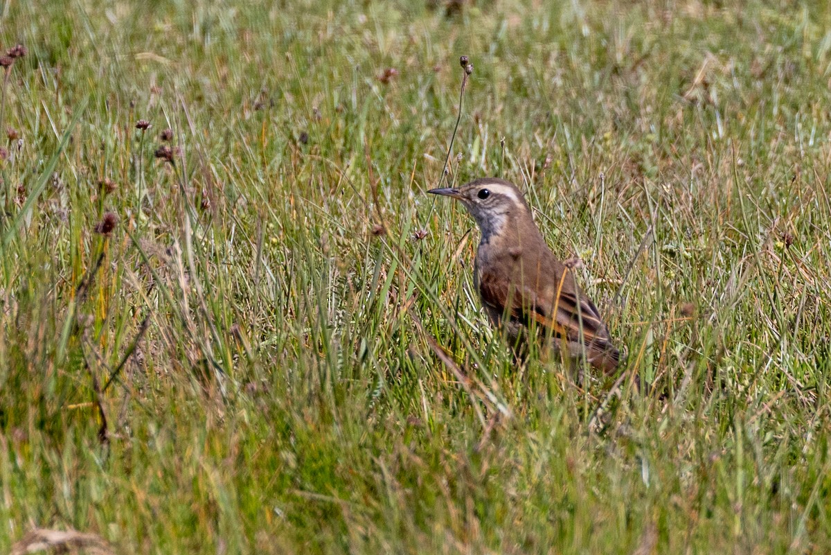 Kordoba Sinklotu - ML615617563