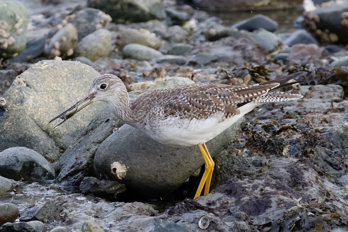 Greater Yellowlegs - ML615617578