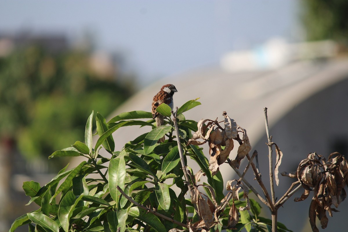 House Sparrow - ML615617597