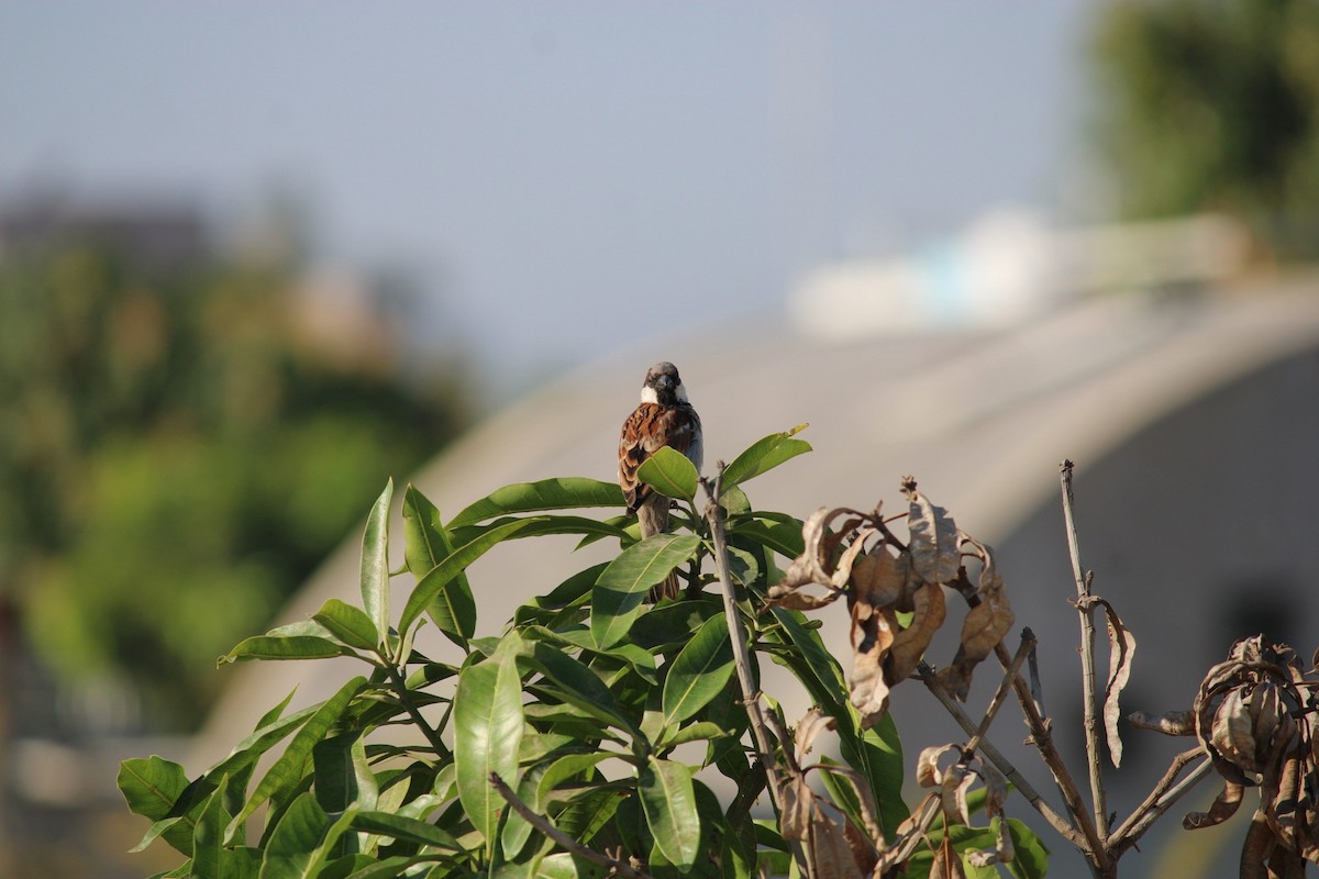House Sparrow - sanjay pawar