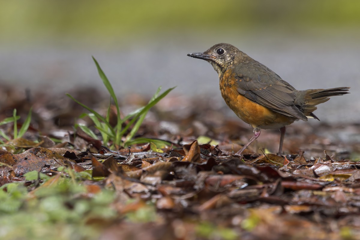 Everett's Thrush - ML615617614