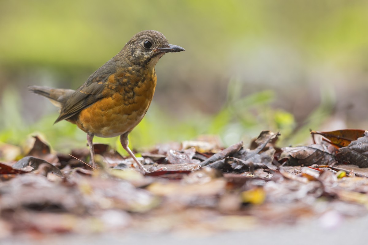 Everett's Thrush - Dubi Shapiro