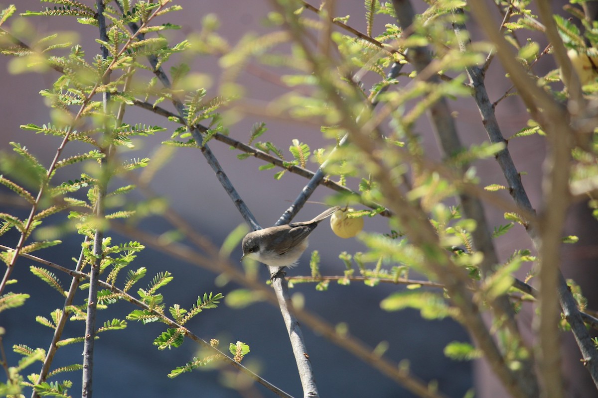 Lesser Whitethroat - sanjay pawar