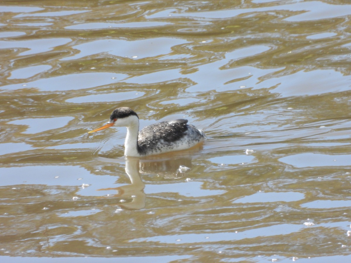 Clark's Grebe - ML615617667