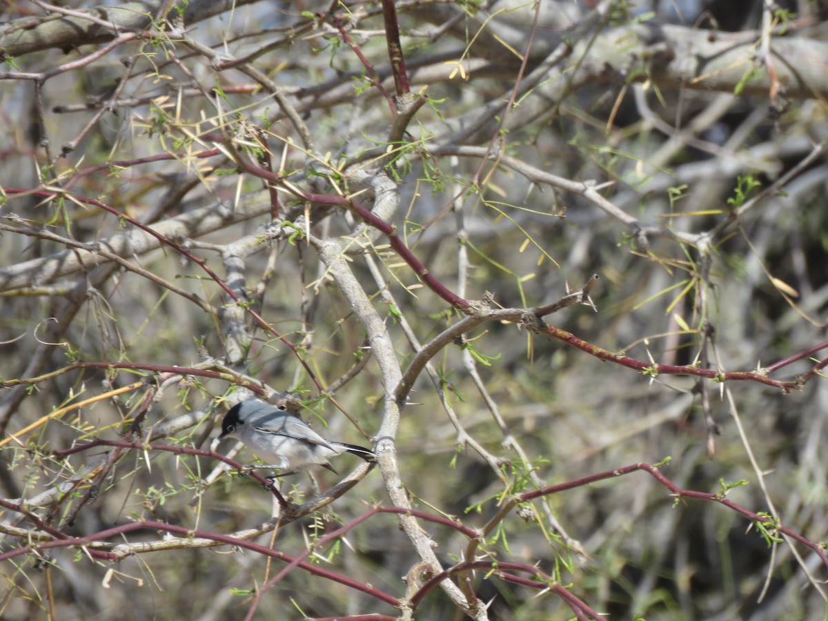 Black-tailed Gnatcatcher - ML615617773