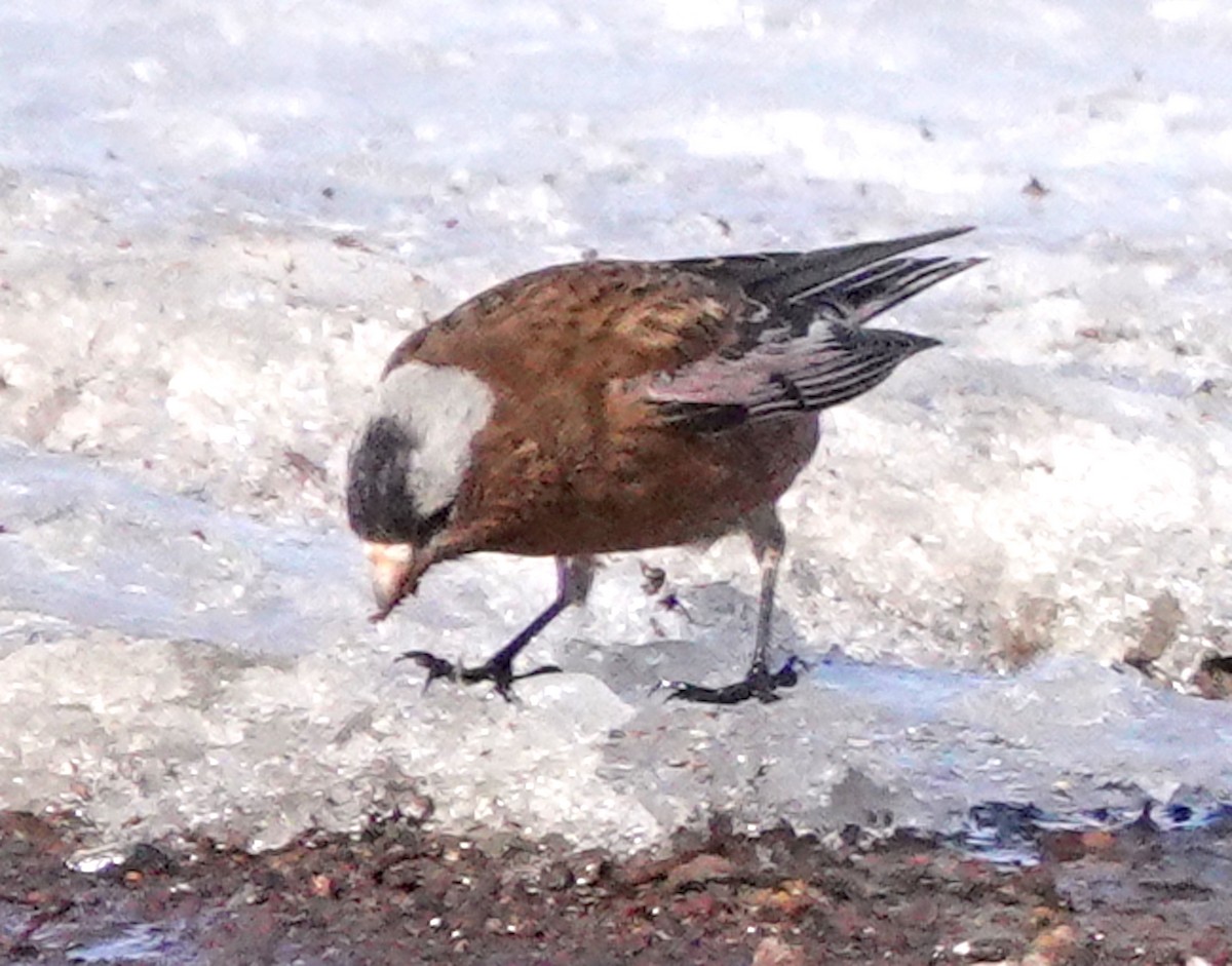 Gray-crowned Rosy-Finch - Thomas Jackman