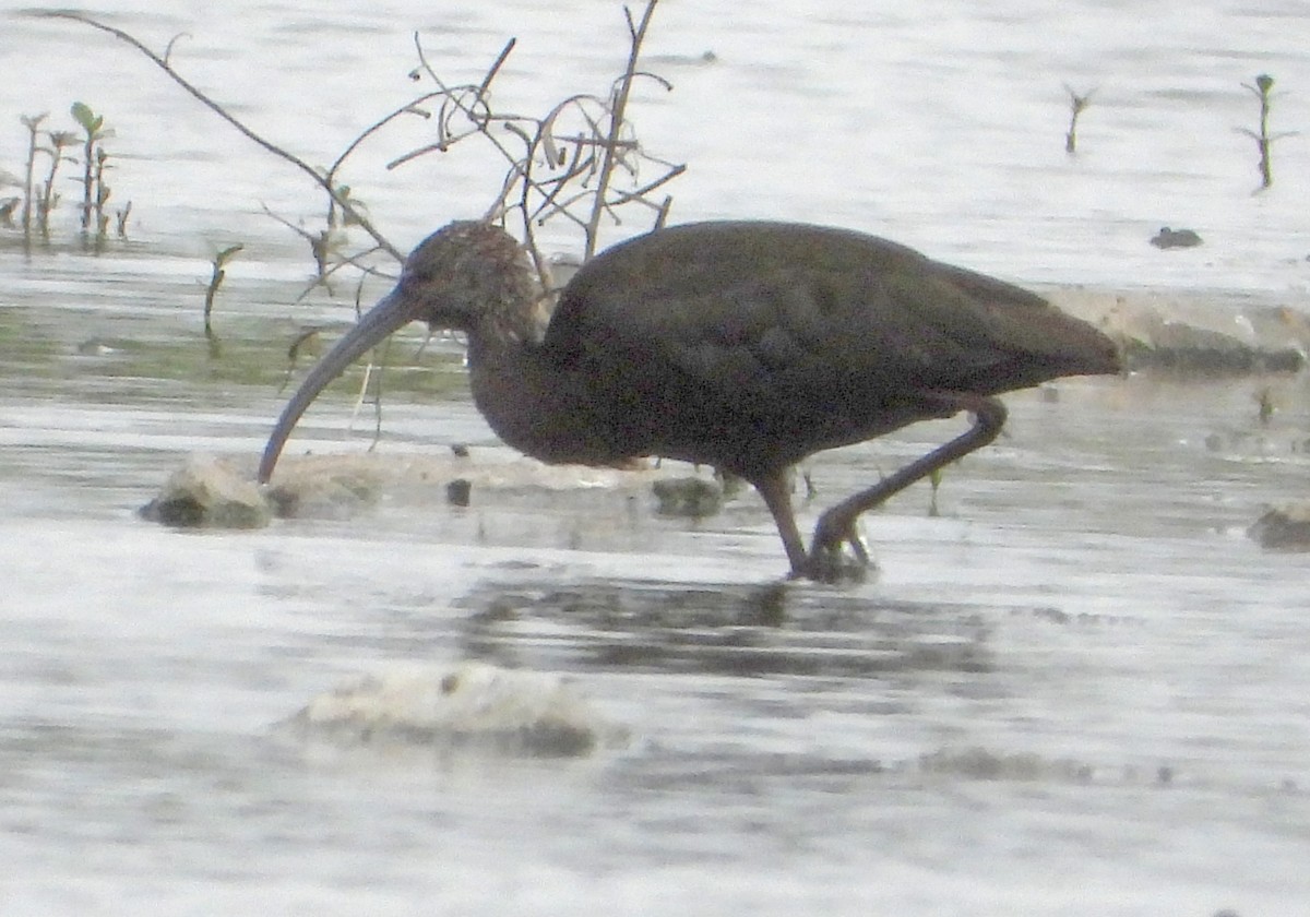 ibis hnědý/americký - ML615617883