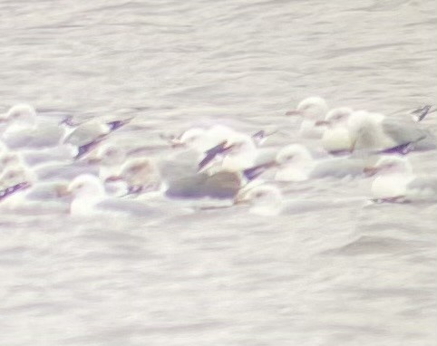 Lesser Black-backed Gull - ML615617925