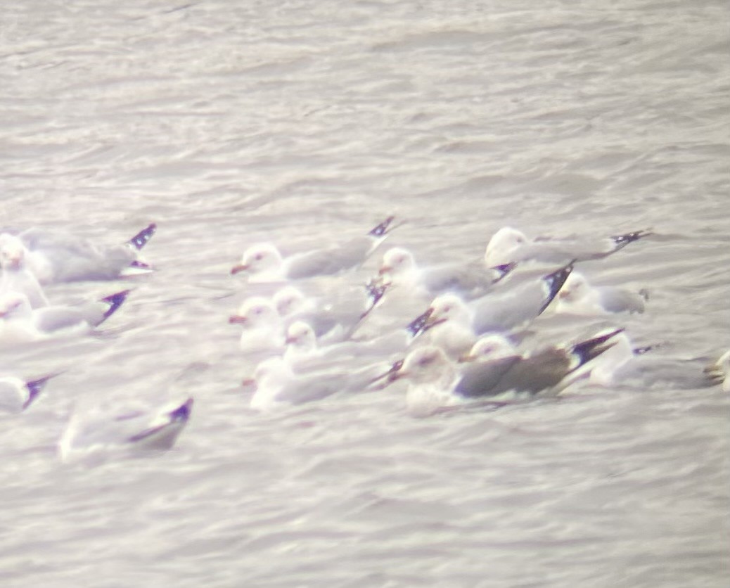 Lesser Black-backed Gull - ML615617926