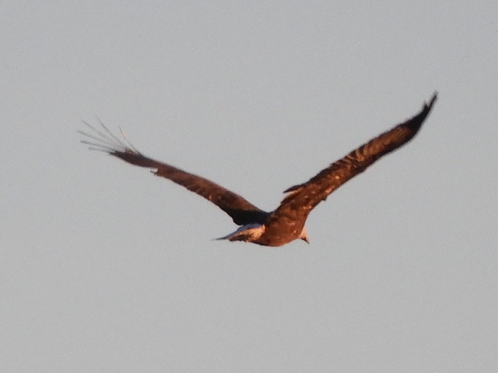 Bald Eagle - Rémy Poulin