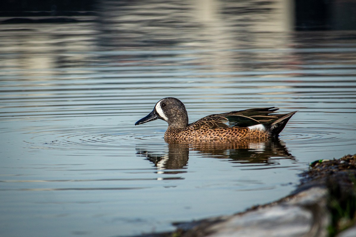 Blue-winged Teal - ML615618002