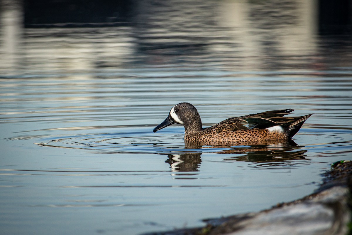 Blue-winged Teal - ML615618005