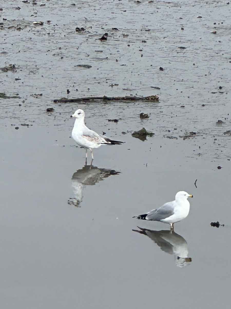 Ring-billed Gull - ML615618053