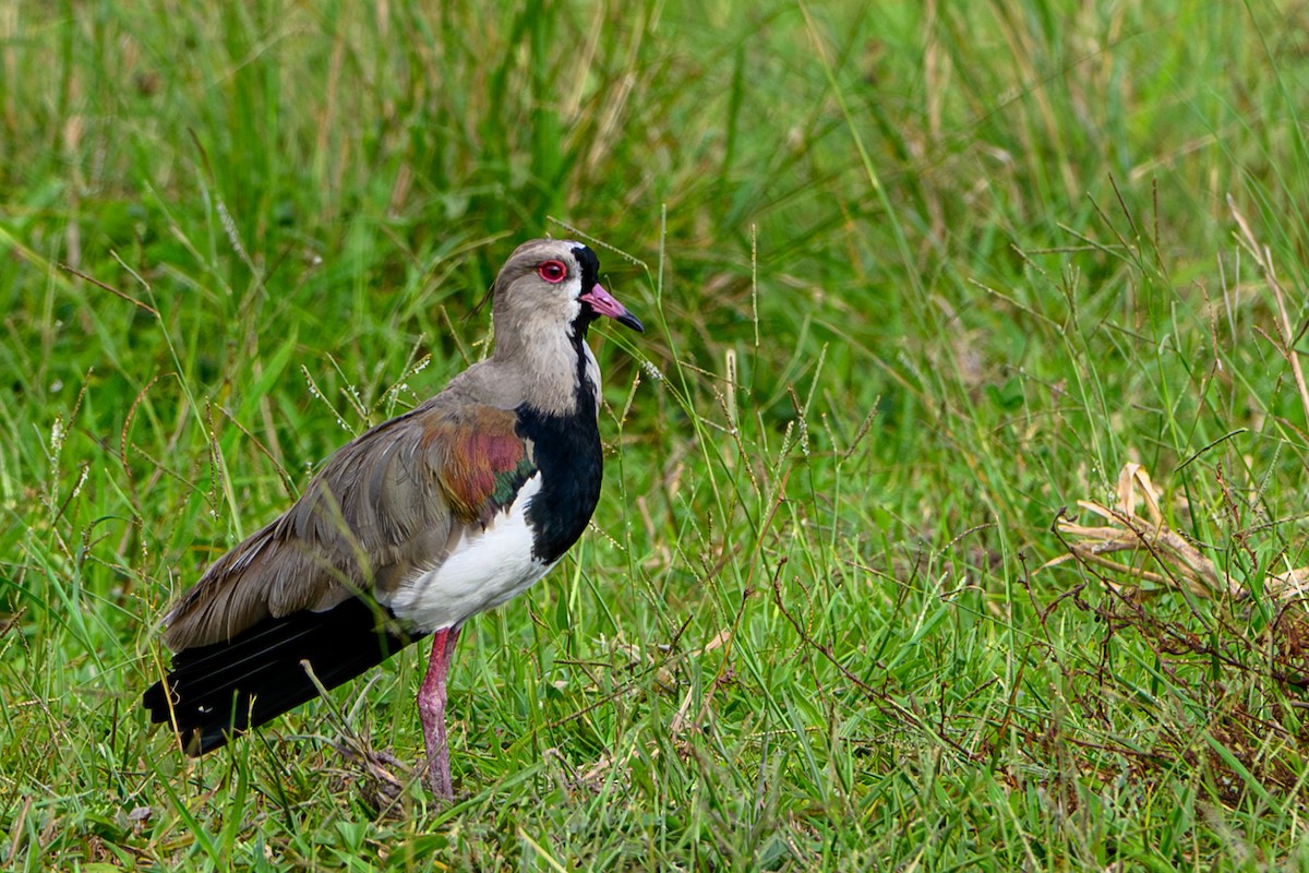 Southern Lapwing - ML615618093